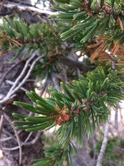 Pinus balfouriana