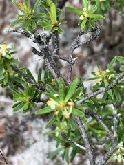 Pseudanthus orientalis