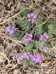 Gueldenstaedtia verna