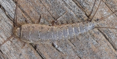Ctenolepisma almeriensis