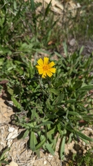 Monolopia lanceolata