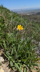 Monolopia lanceolata