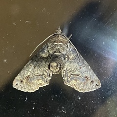 Paectes abrostoloides