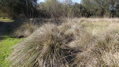 Muhlenbergia rigens