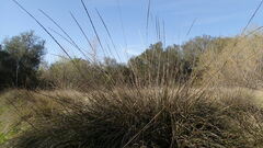 Muhlenbergia rigens