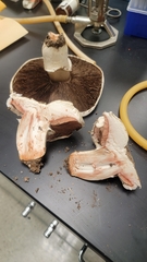 Agaricus bernardii