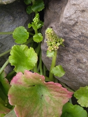 Umbilicus horizontalis