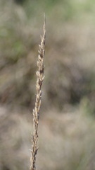 Muhlenbergia rigens