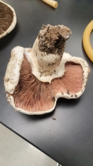 Agaricus bernardii