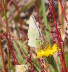 Colias vauthierii