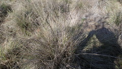 Muhlenbergia rigens