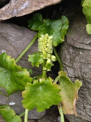 Umbilicus horizontalis