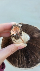 Agaricus bernardii