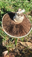 Agaricus bernardii