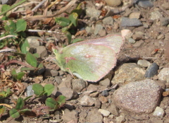 Colias vauthierii