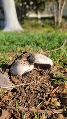 Agaricus bernardii