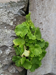 Umbilicus horizontalis