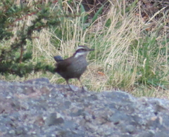 Cinclodes patagonicus