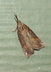 Hypena californica