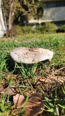 Agaricus bernardii