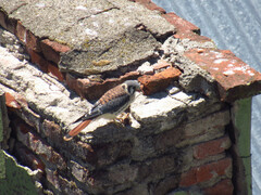 Falco sparverius