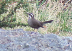 Cinclodes patagonicus