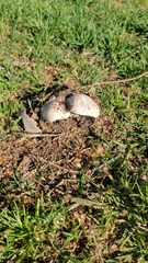 Agaricus bernardii