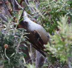 Aphrastura spinicauda