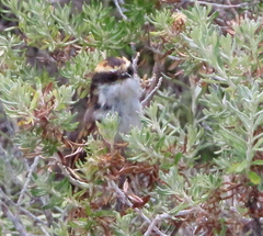 Aphrastura spinicauda