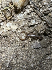 Superstitionia donensis