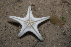 Stellaster childreni