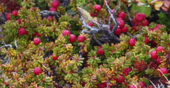 Empetrum rubrum