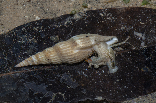 Doxander operosus · iNaturalist