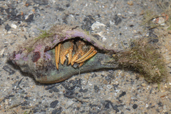 Clibanarius infraspinatus