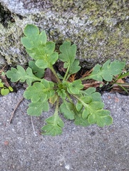 Papaver rhoeas