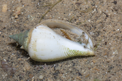 Laevistrombus canarium