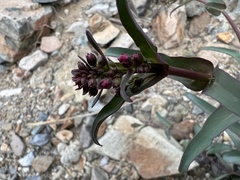 Penstemon parryi