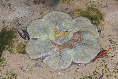 Stichodactyla haddoni