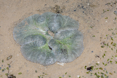 Stichodactyla haddoni