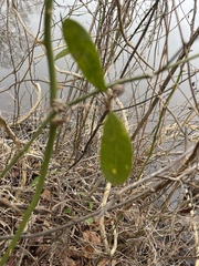 Smilax laurifolia
