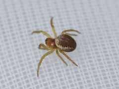 Araniella