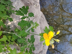 Chelidonium asiaticum