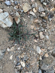 Penstemon parryi