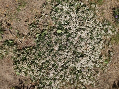 Astragalus scaberrimus