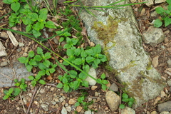 Circaea alpina