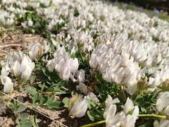 Astragalus scaberrimus