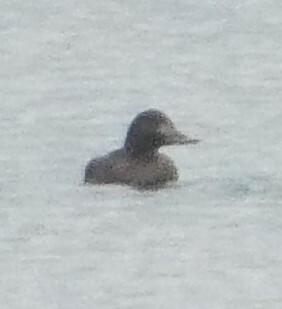 Velvet Scoter