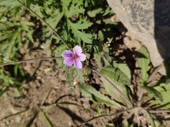 Erodium stephanianum