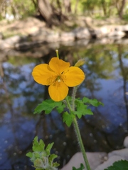 Chelidonium asiaticum
