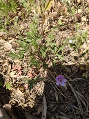 Erodium stephanianum